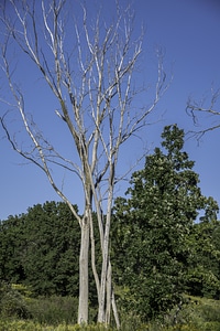 Tall Bare Tree at Cherokee Marsh photo