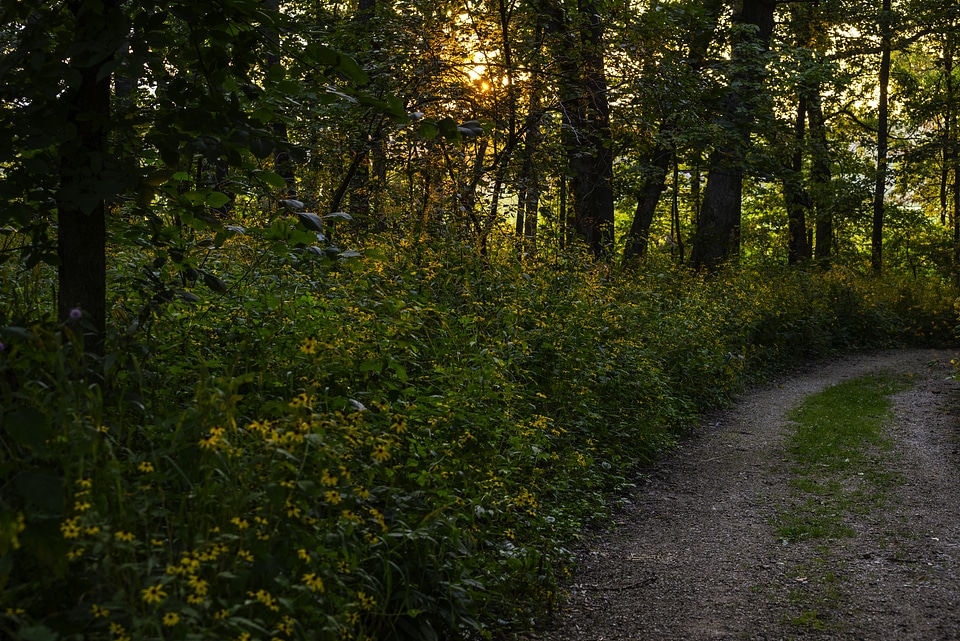 Yellow sunlight through the trees on the hiking path with flowers photo