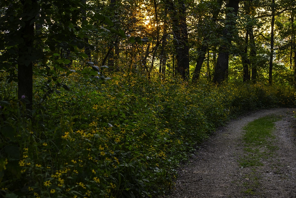 Yellow sunlight through the trees on the hiking path with flowers