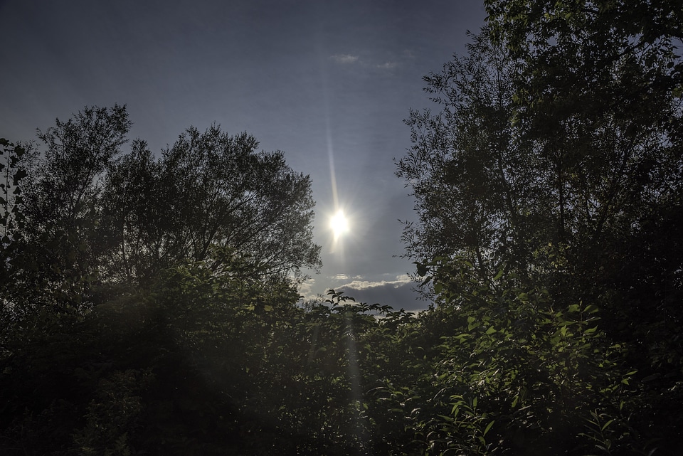Sunlight above the trees at Cherokee Marsh