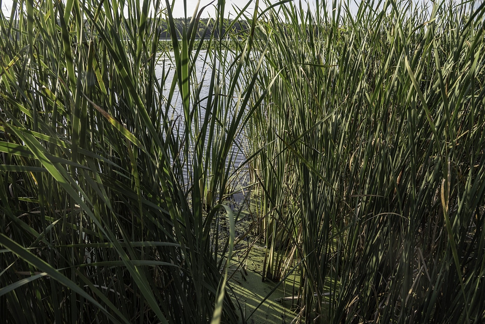 Looking through the reed grass at Cherokee Marsh