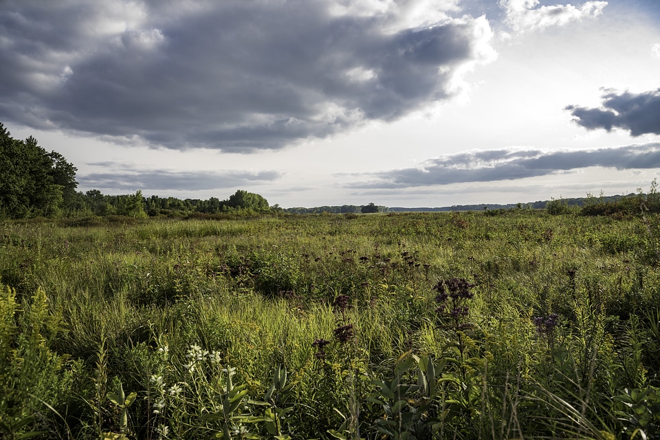 Wetland grasses and trees landscape at Cherokee Marsh