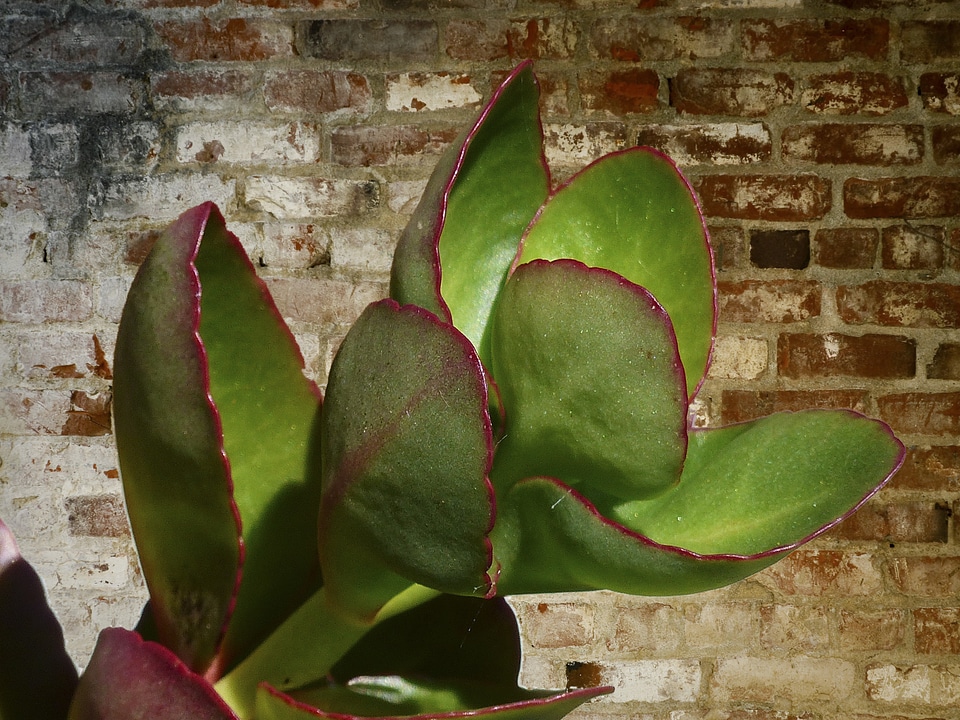Brick wall background decoration