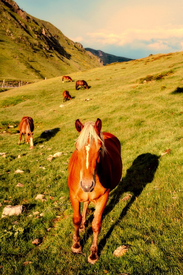 Horses on the Hillside