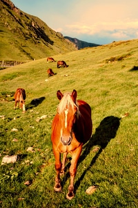 Horses on the Hillside