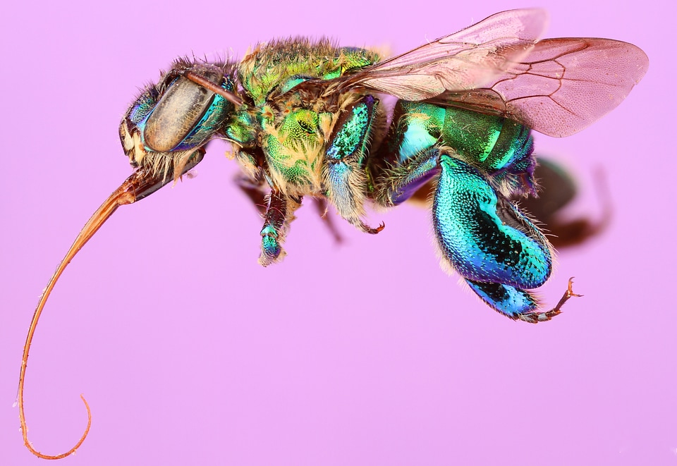 Orchid bee Closeup Macro