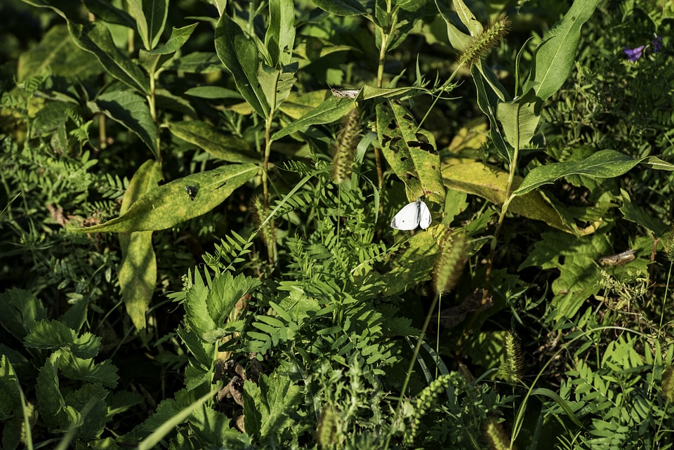 Butterfly and Grasshopper on Leaves and Grass