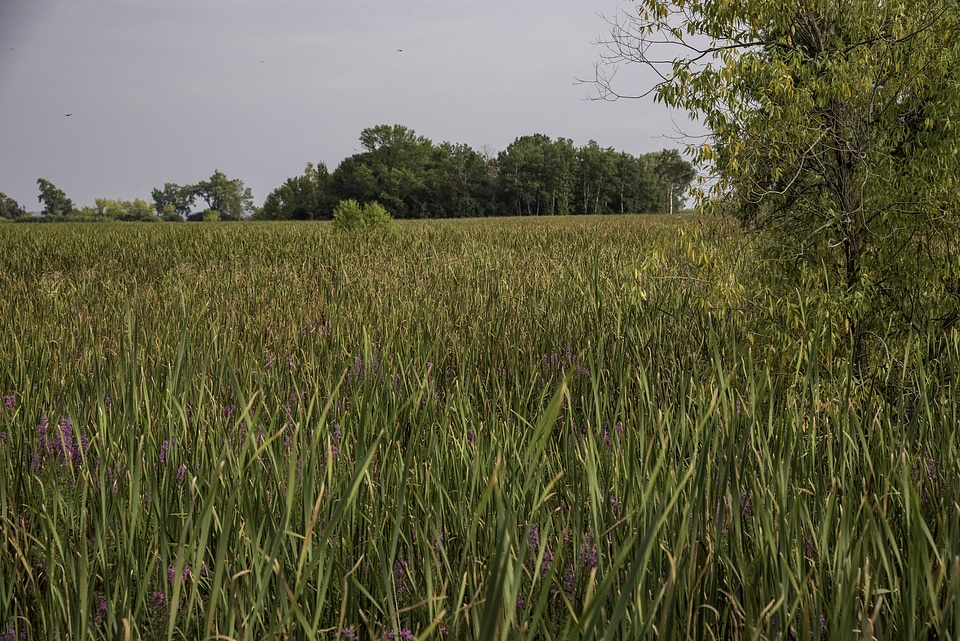 Tall Marsh Grasses in Horicon National Wildlife Refuge
