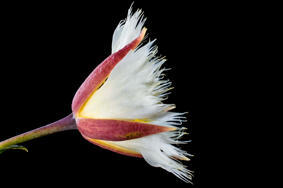 Bloom white flowering twig