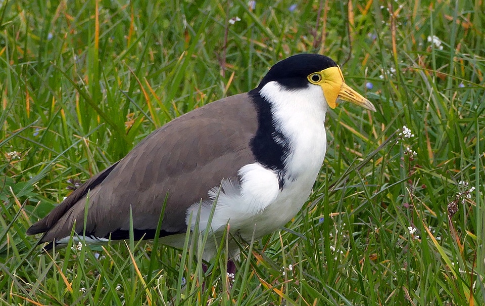 Spur Winged Plover - Vanellus miles