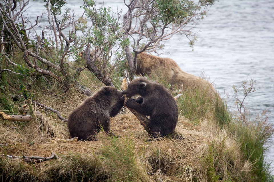 Bear cubs playing around at Katmai National Park
