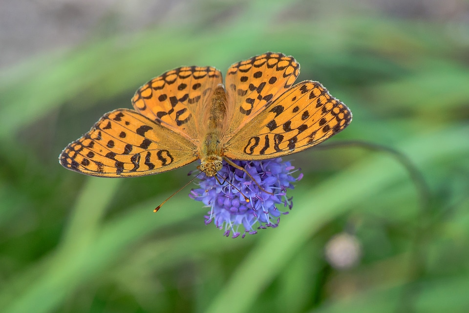 Silver-washed Fritillary on Violet Flower