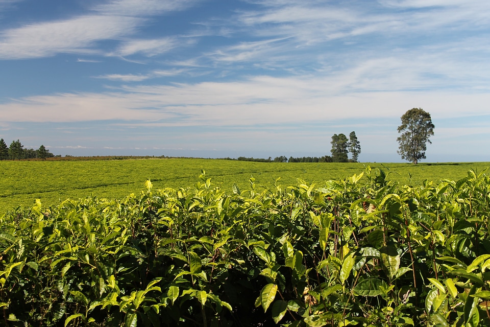 Growing flora crops