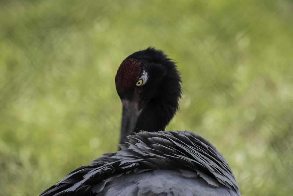 Black Crane Preening Feathers