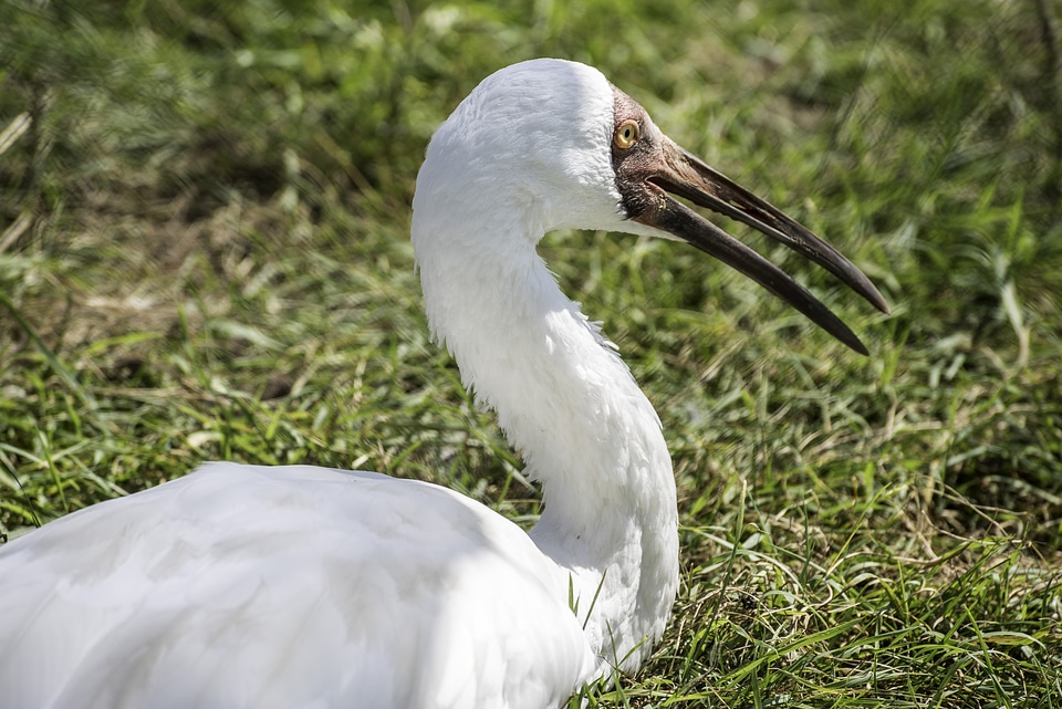 Close up of a Crane Bird