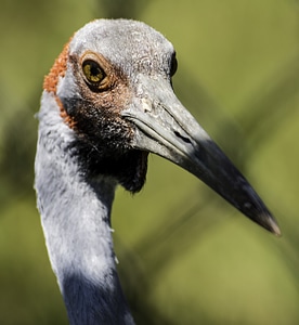 Close-up of Crane Face behind fence