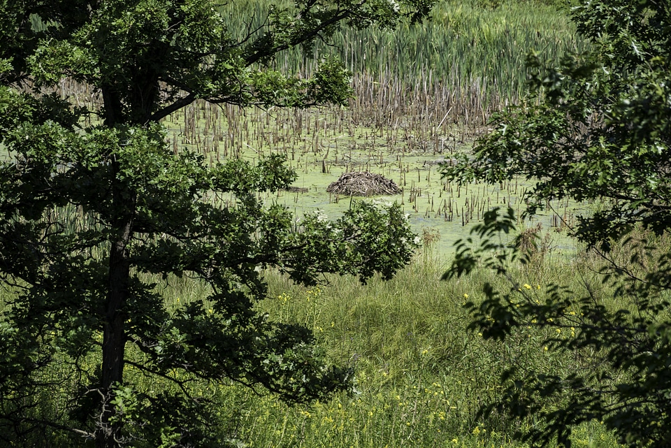 Beaver Dam in Pond at International Crane Foundation