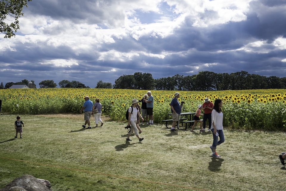 Visitors to Pope Sunflower Farm in Middleton, Wisconsin