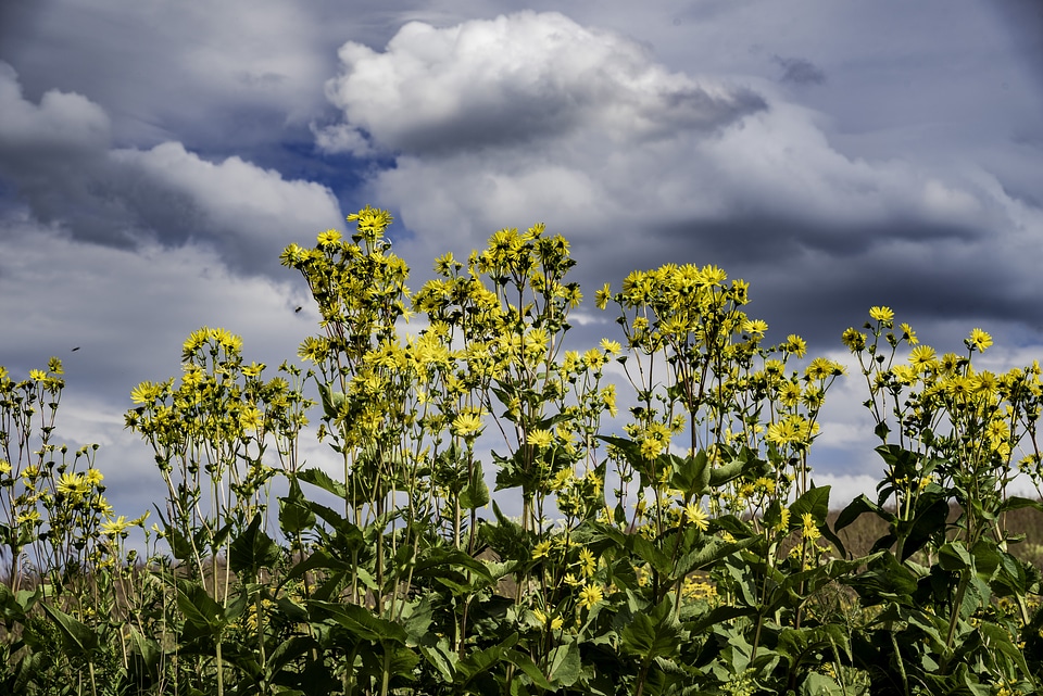 Yellow Flowers under the Clouds
