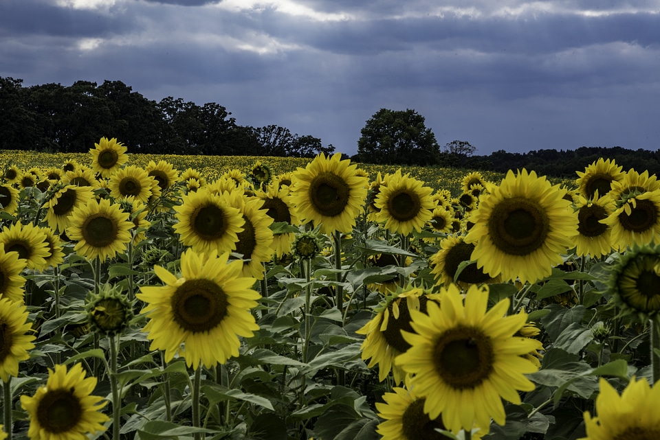 Large Sunflowers blooming at the Pope Conservancy Farm