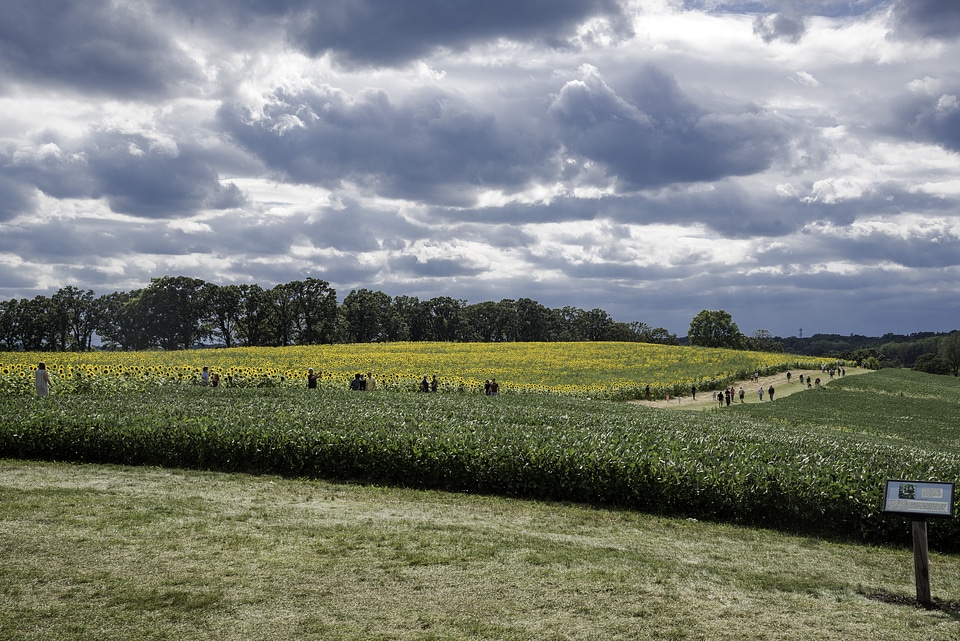 Visitors looking at sunflowers under the clouds at Pope Conservancy Farm