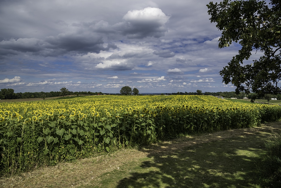 Long rows of sunflower plants at Pope Conservancy Farms