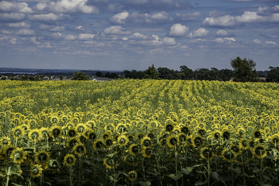 Straight rows of yellow sunflowers across the farm