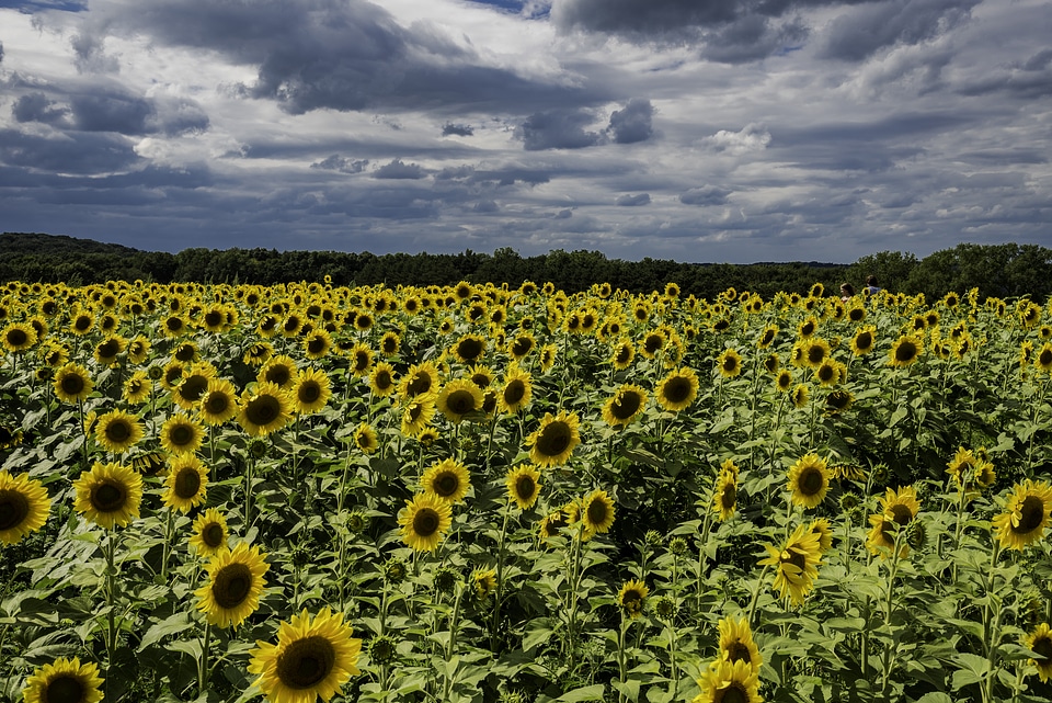 Lots of Sunflowers under the sky