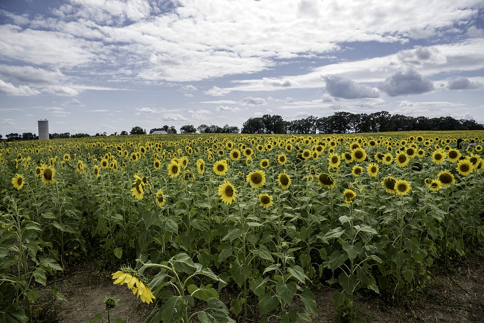 Blossoming sunflowers in the farm under the clouds