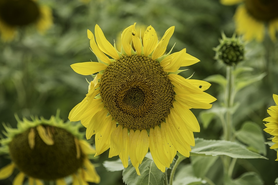 Close-up Detail of Sunflower 