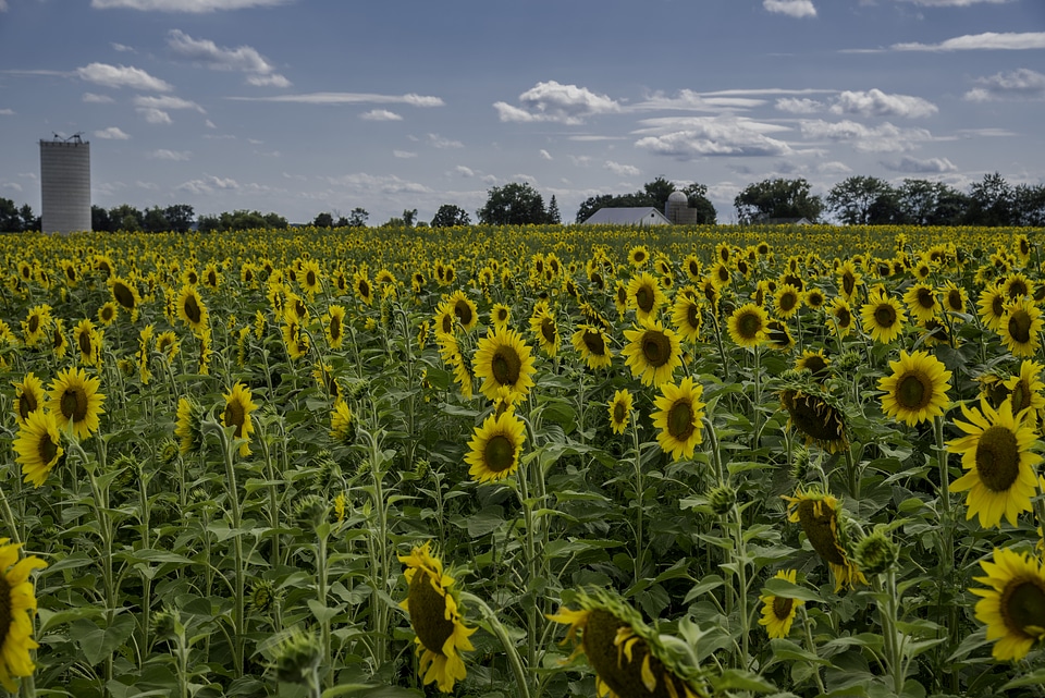 Lots of sunflowers at Pope Conservancy Farm