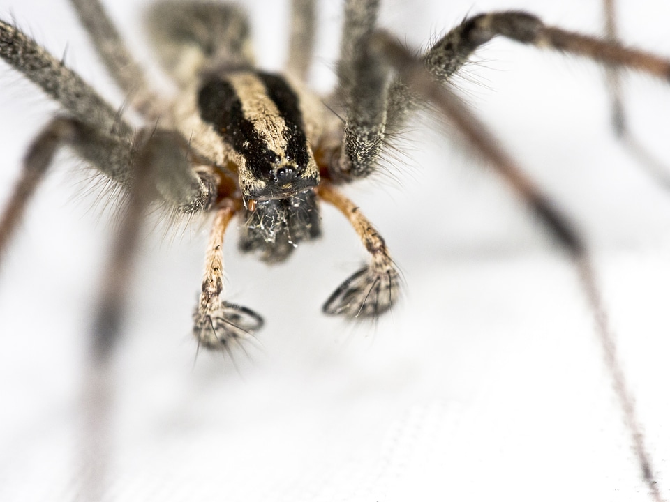 Wolf Spider closeup of front