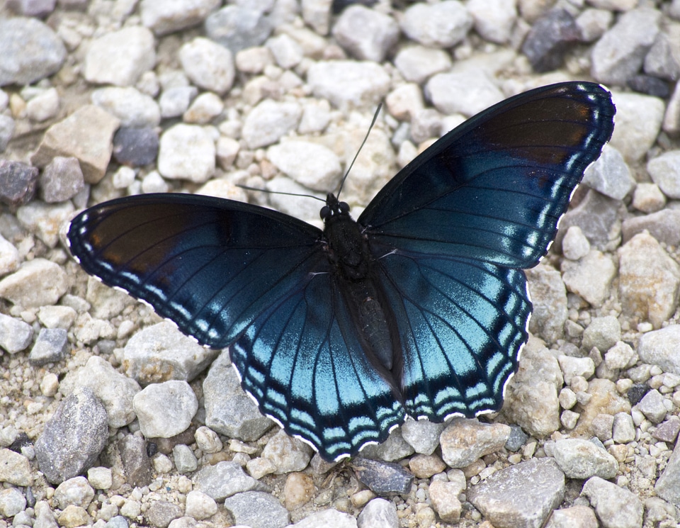 Blue Butterfly on the ground