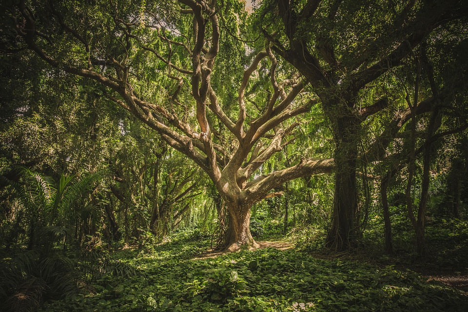 Green tropical forest in Hawaii