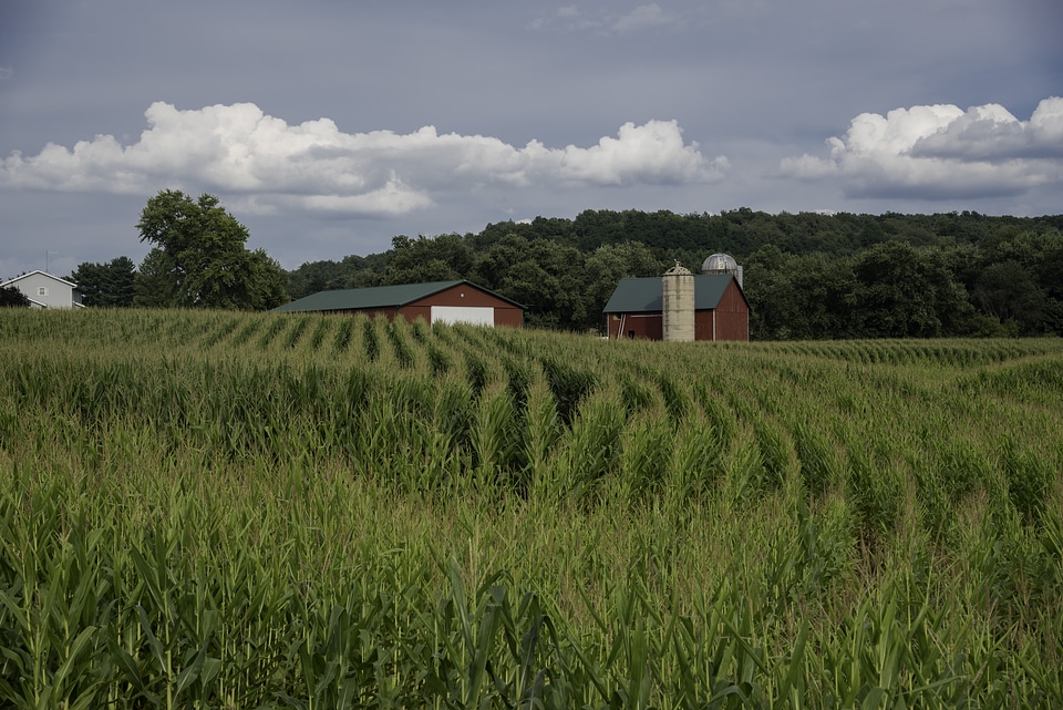 Rows of corn crops with barn