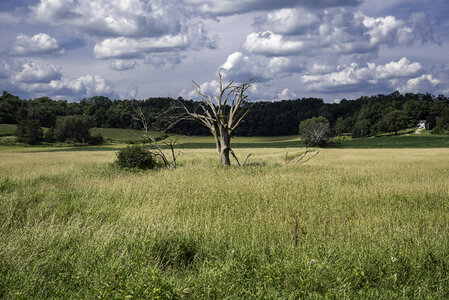 Tree in the grassy field under some clouds photo