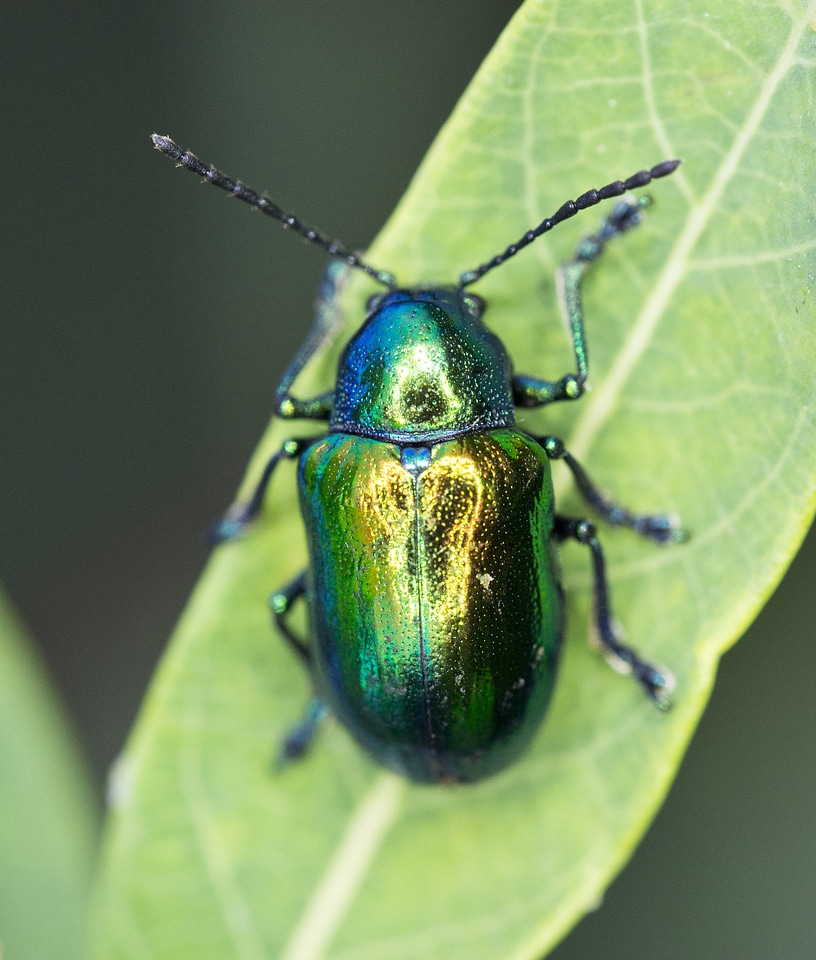 Green Beetle on blade of grass