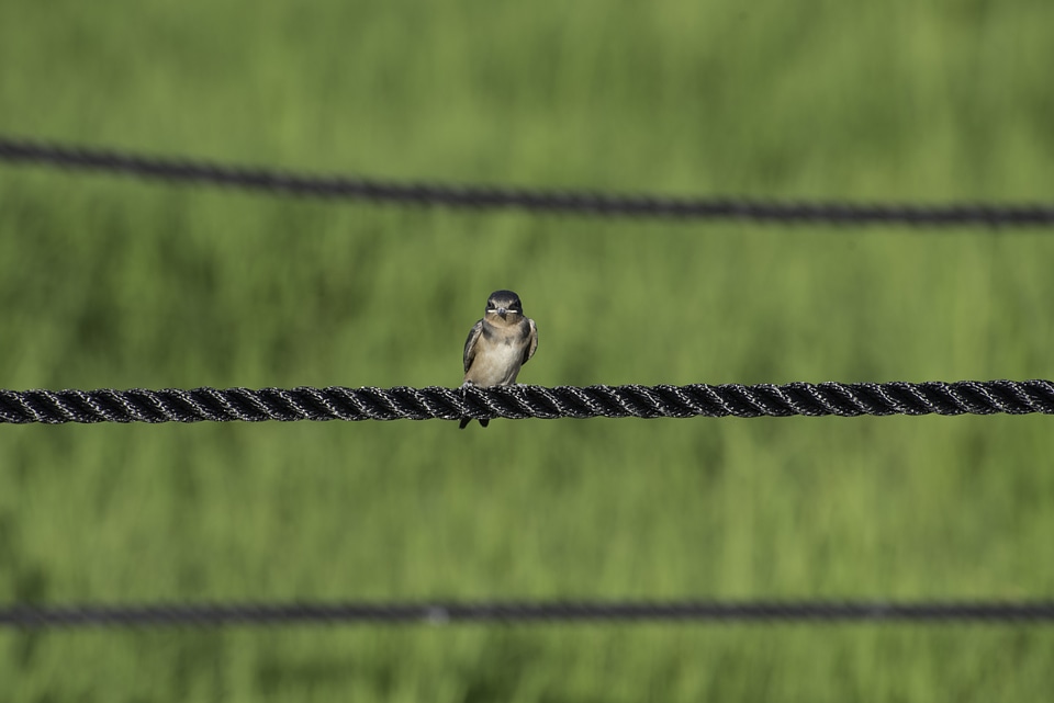 Small Bird sitting on the Rope at Horicon Marsh