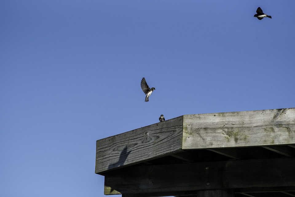 Small Birds interacting in flight