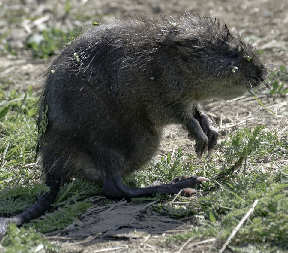 Muskrat on the Ground at Horicon Marsh