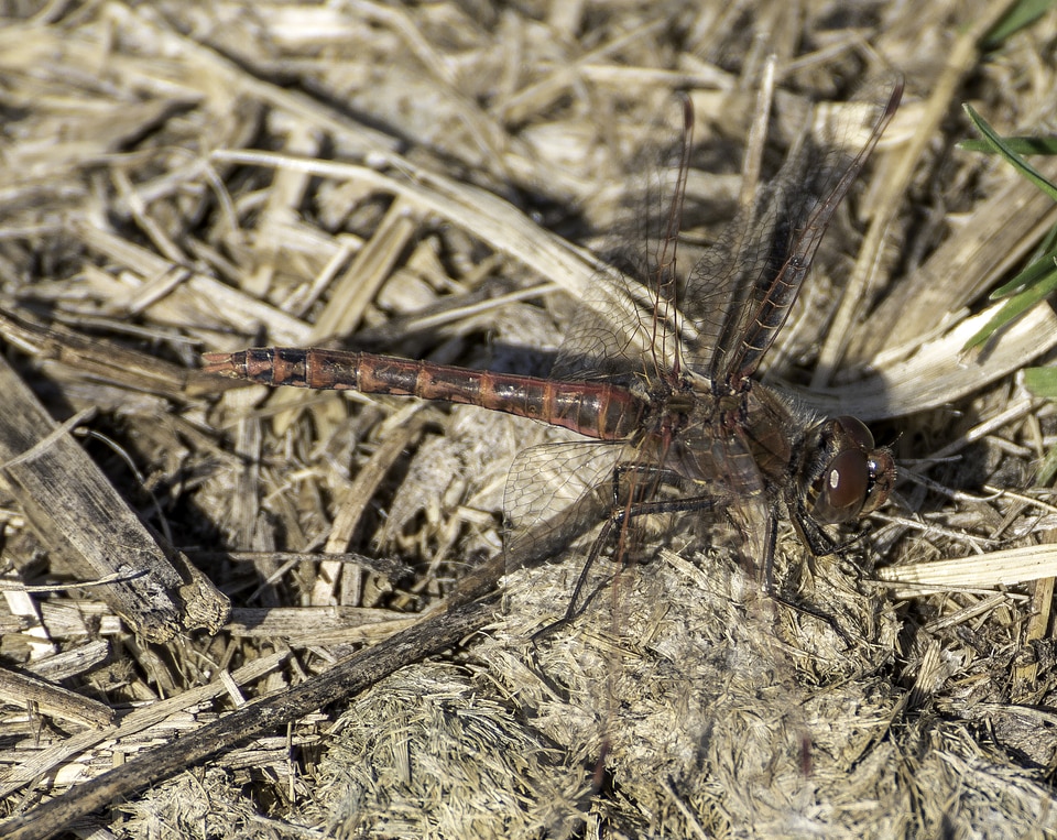 Dragonfly on the ground