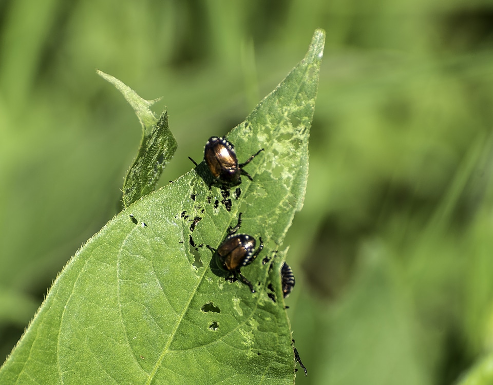 Bugs on a leaf at Horicon Wildlife Refuge