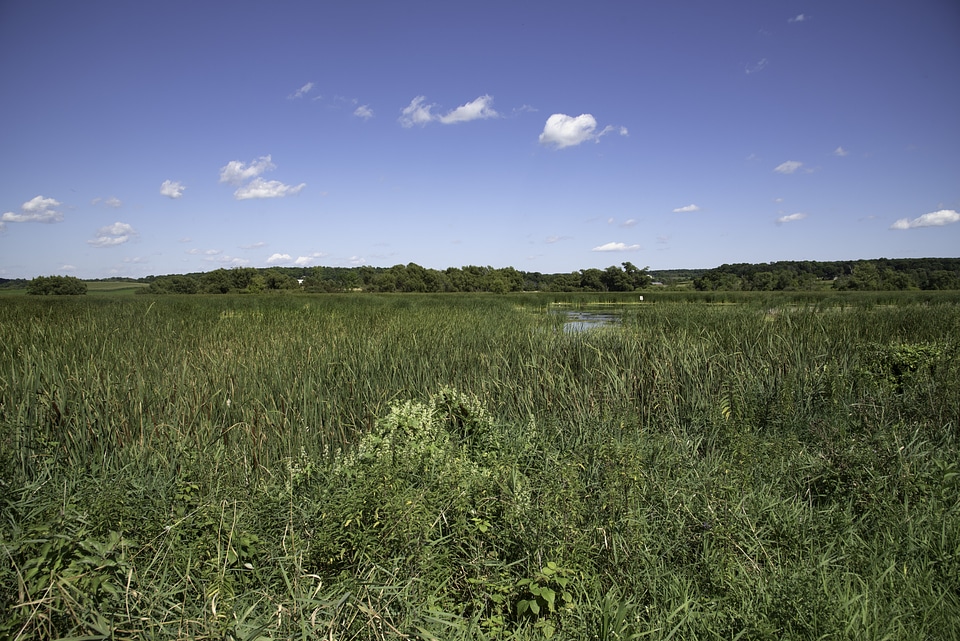 Landscape of the grasses of the Marsh