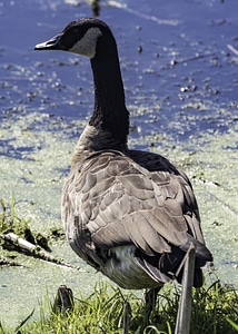 Close-up of a Canadian Goose near the pond photo