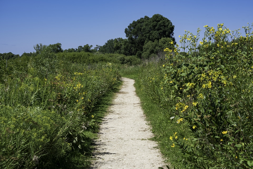 Path trail into the marsh