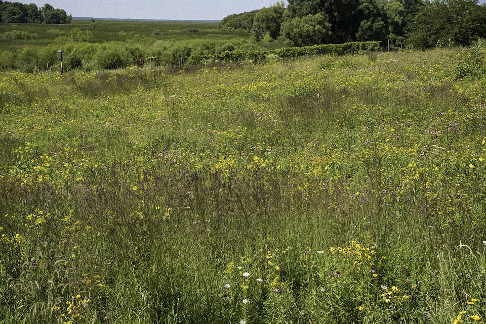 Grasses, plants, and flowers in the Marsh