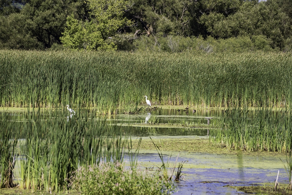 Egrets standing in the Marsh
