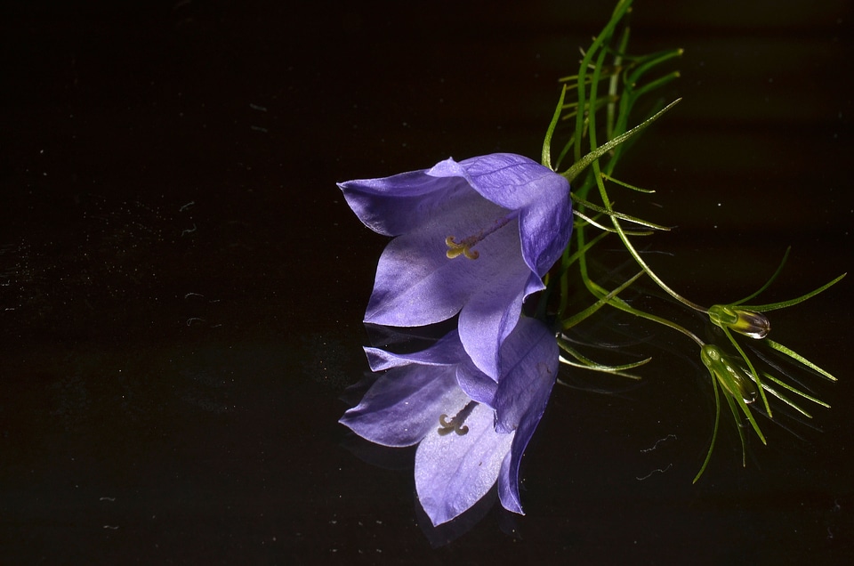 Blue flower mirror