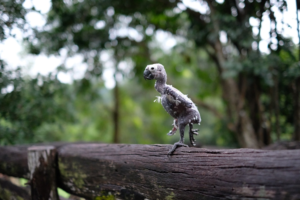 Young Bird standing on log