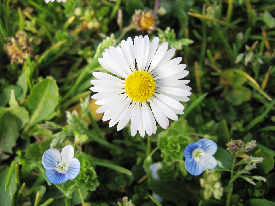 Yellow blue blossoms